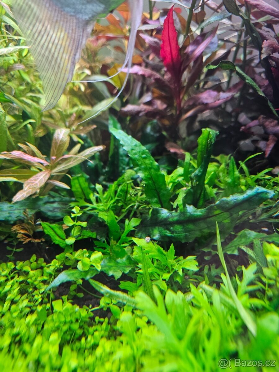 Akvarijní rostliny - 6