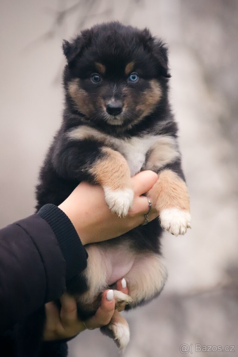 Australských ovčák s PP - 6