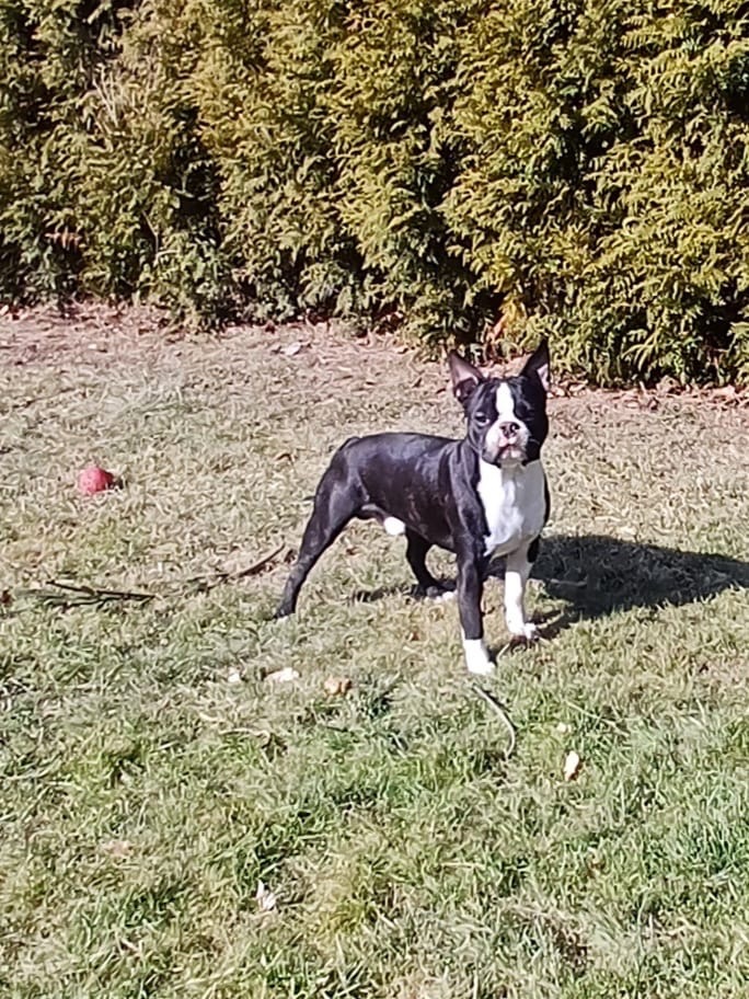 Bostonský teriér s PP - 6