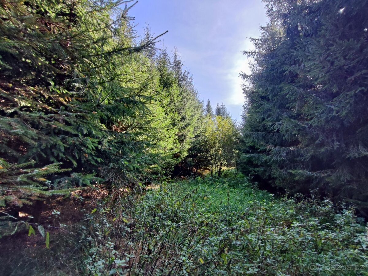 Prodej lesa 233 155 m² Žďár u Nové Včelnice - 6