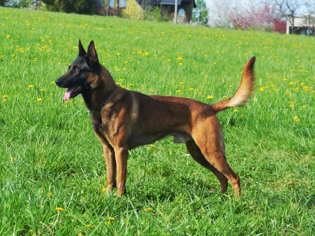 Belgický ovčák Malinois s PP - 6