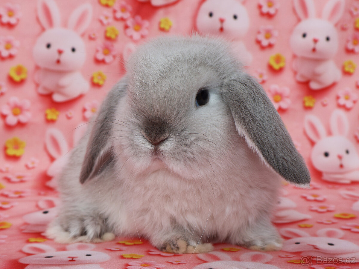 Zakrslí beránci NHD . - 6