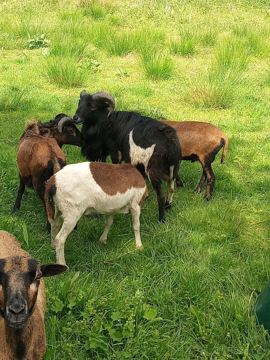 Kamerunské ovce - 6