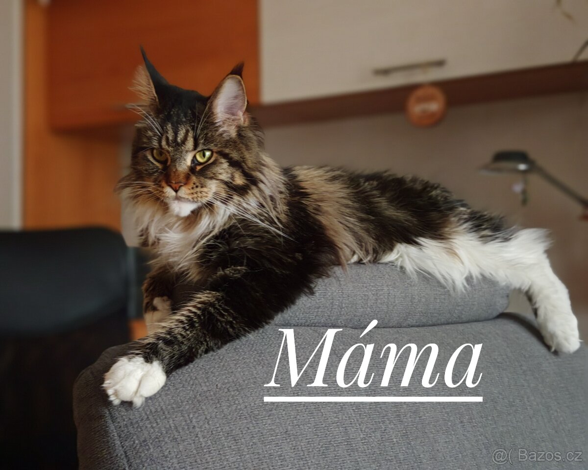 Mainská mývalí koťátka - 6