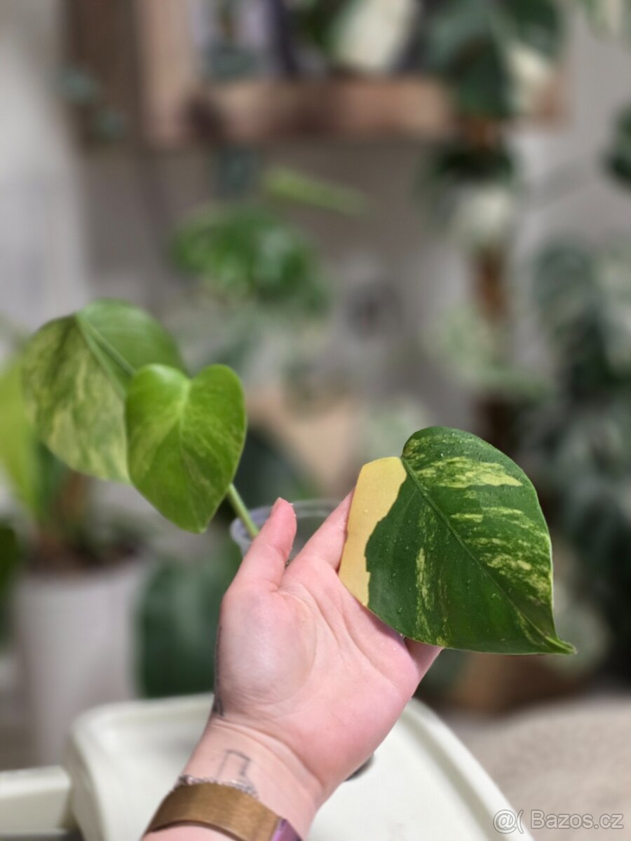 Monstera Deliciosa Aurea - 6