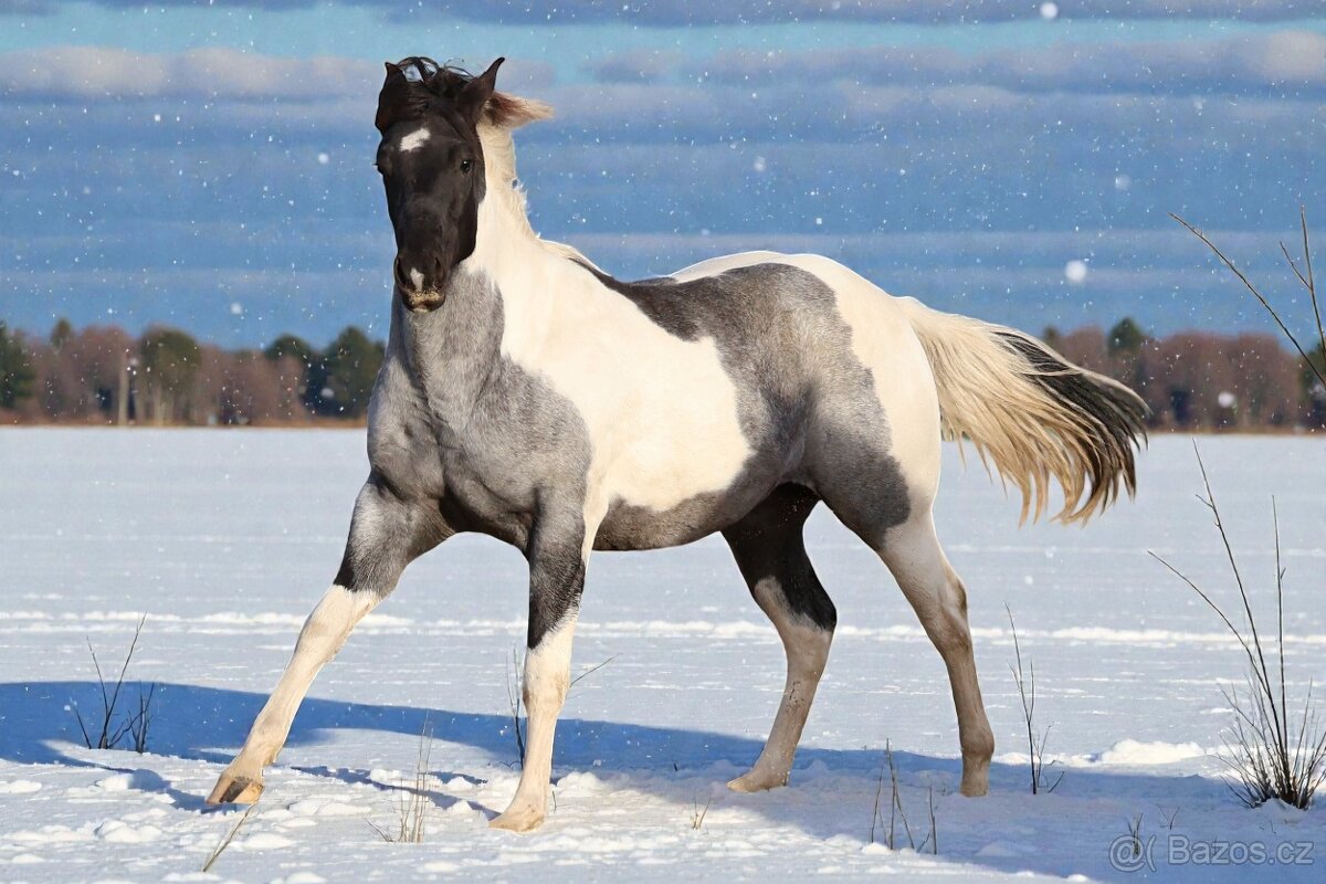 Klisna APH - 7 PANEL - 6