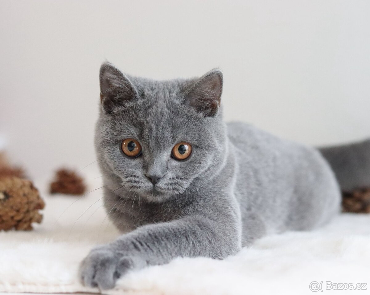 Britská koťátka s PP - Holčičky - 6