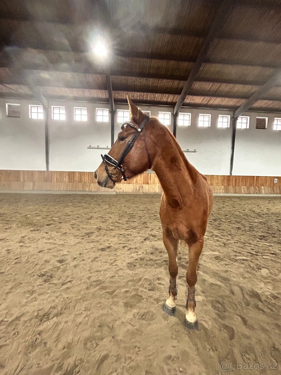 Valach moravský teplokrevník, letos 4 letý - 6