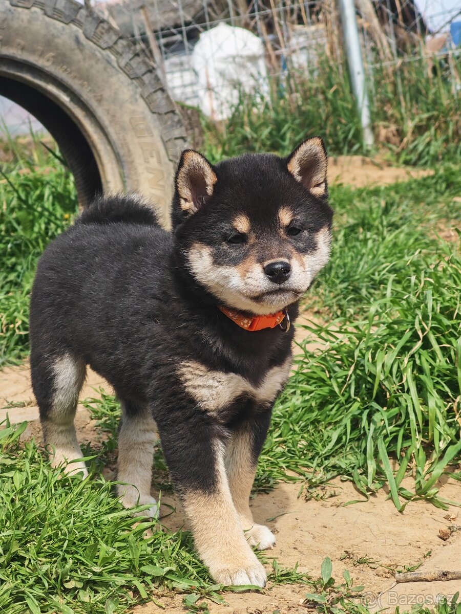 Shiba inu fenka - 6