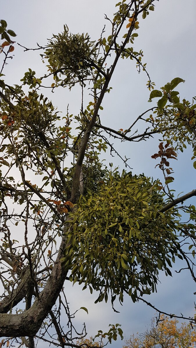 Prodám krásné jmelí na dekorace, do kytic apod. - 6