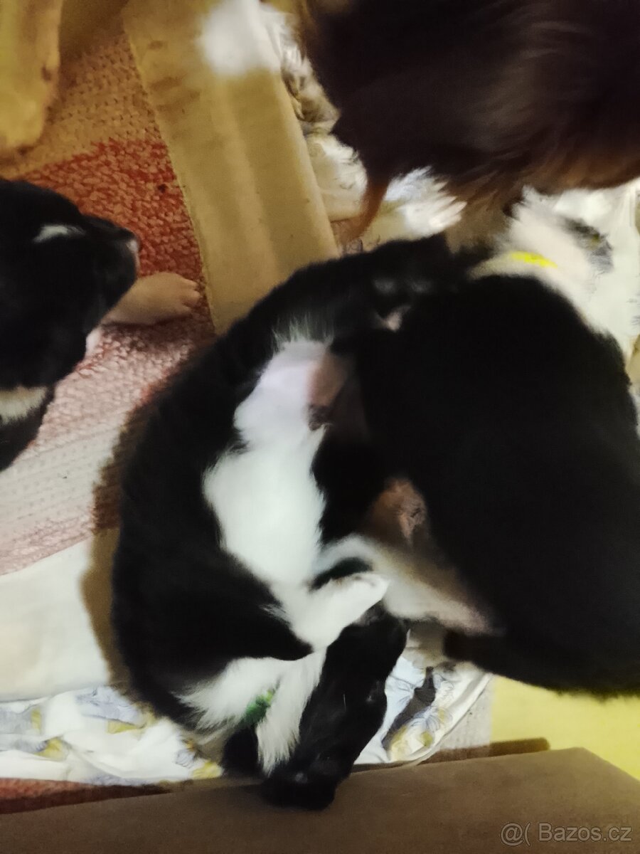 Border kolie štěňata - 6