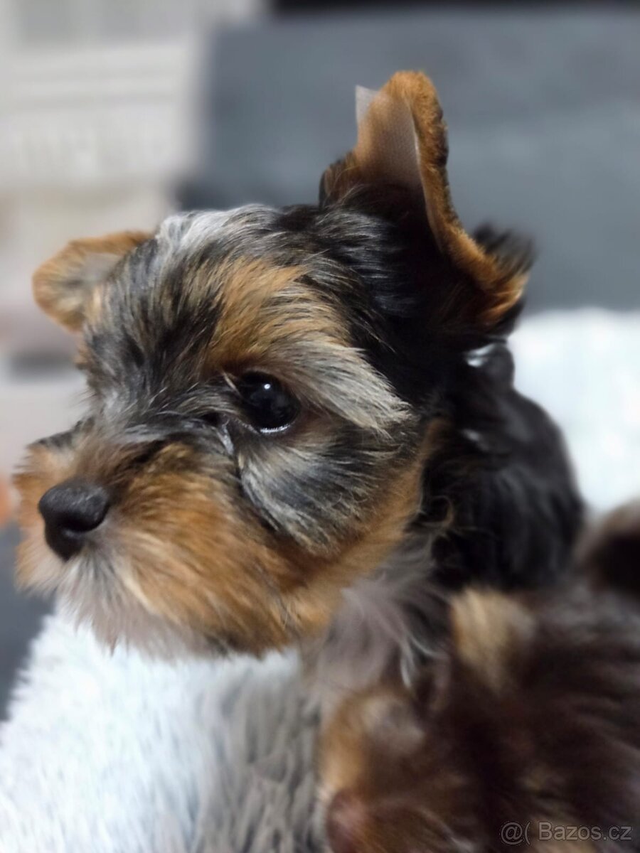 Jorkšírský teriér - Brno - 6