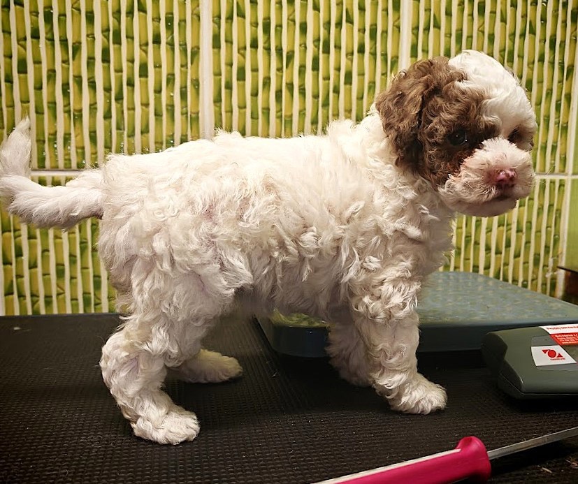 PUDL TRPASLIČÍ VÍCEBAREVNÝ s PP - 6