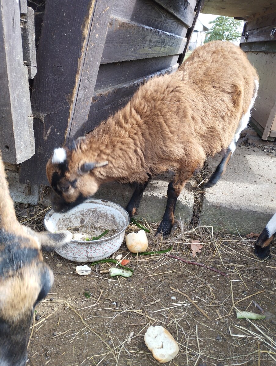 Ovce kamerunská - 6