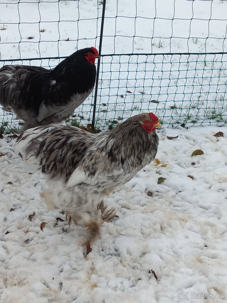 Prodám kohouty Brahmanky Velké - 6