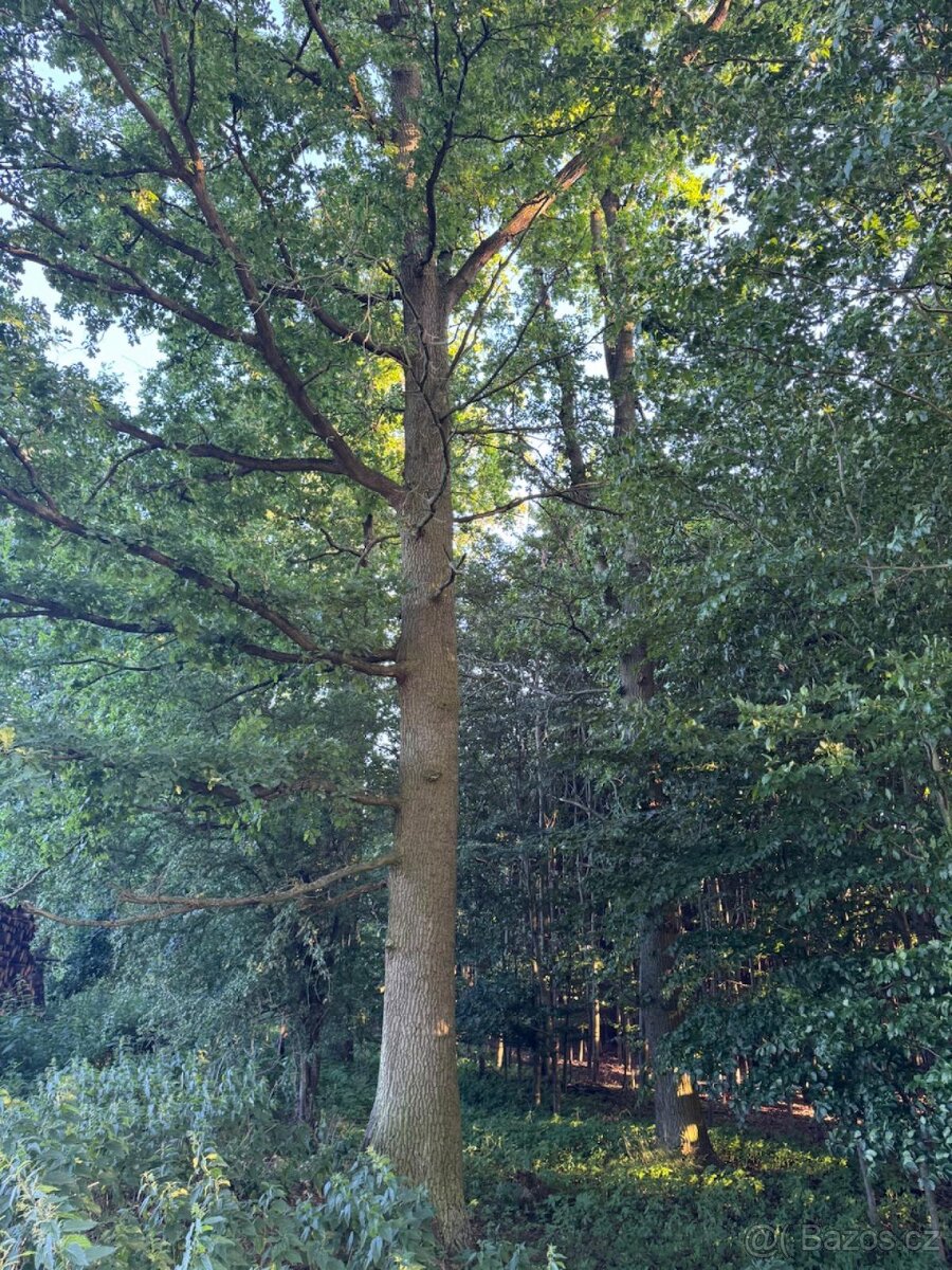 Prodám lesní pozemky v k.ú. Vlašim - 6