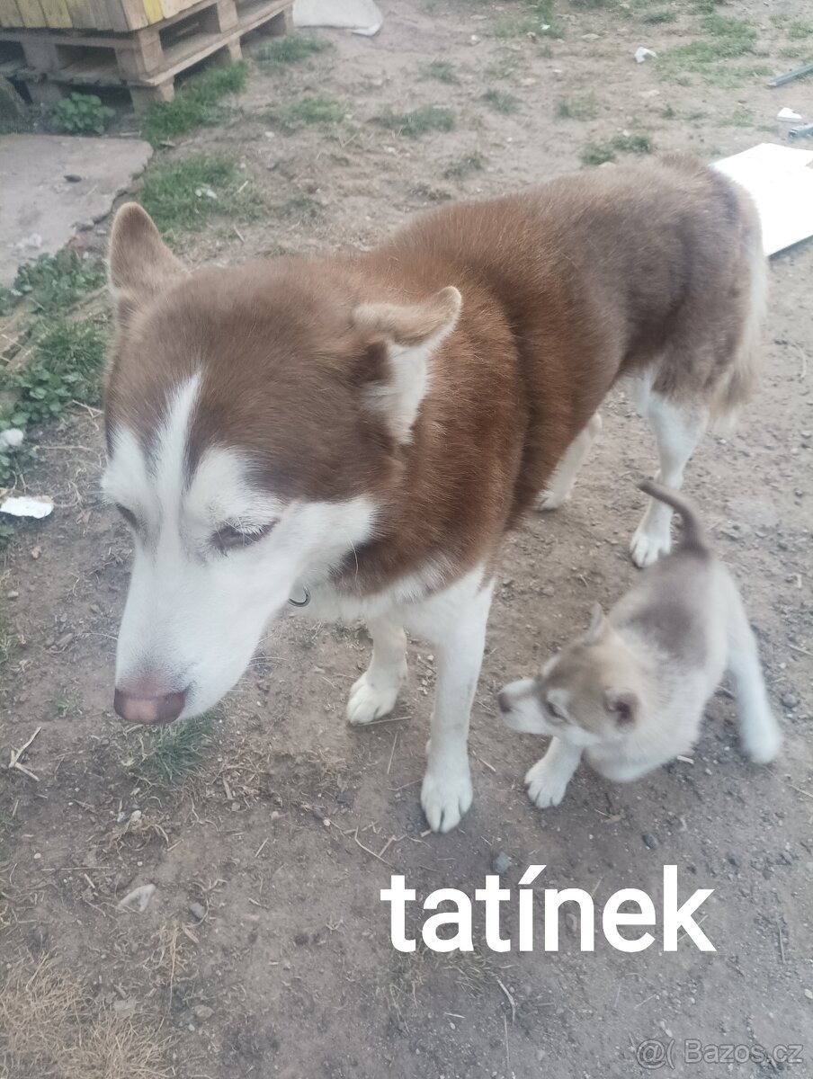 Sibiřský husky - 6