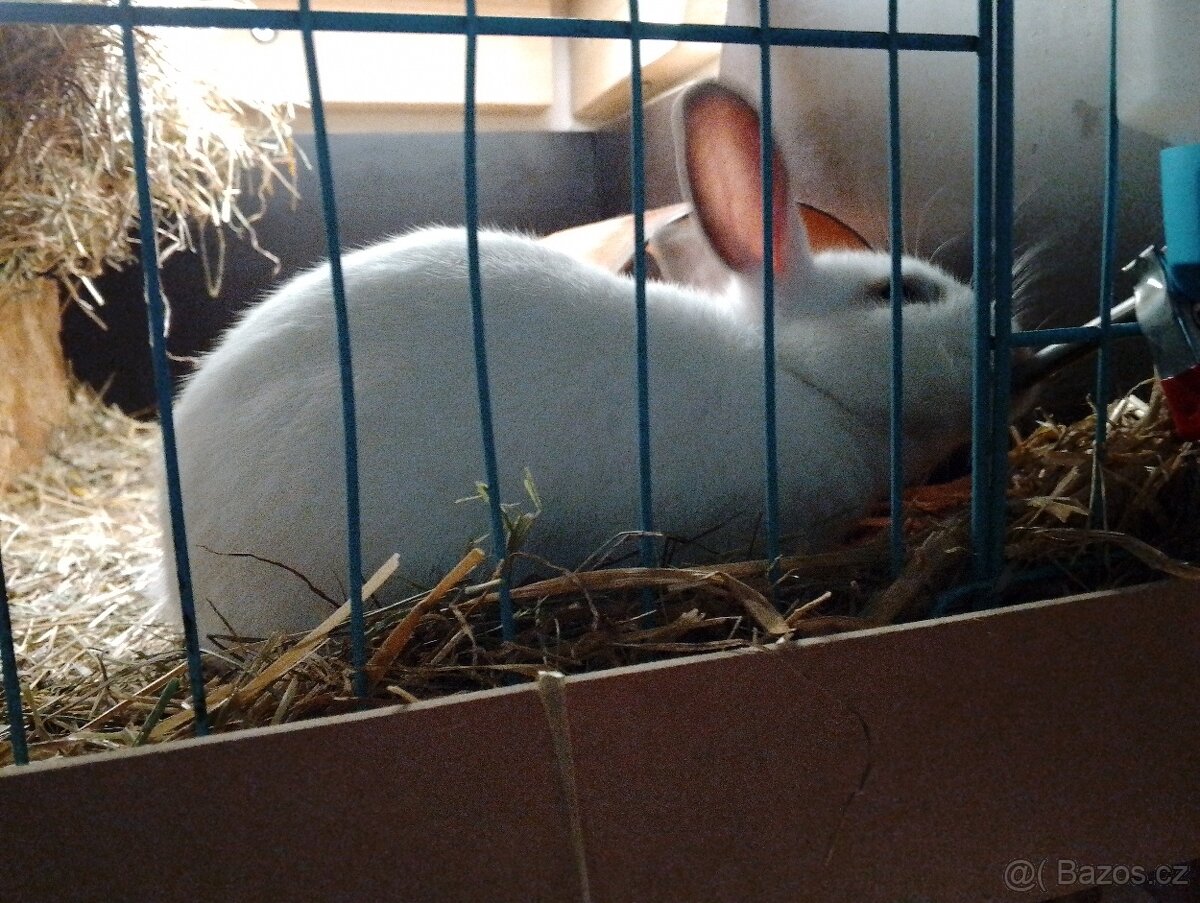 Prodám zakrslé kralicky - 6