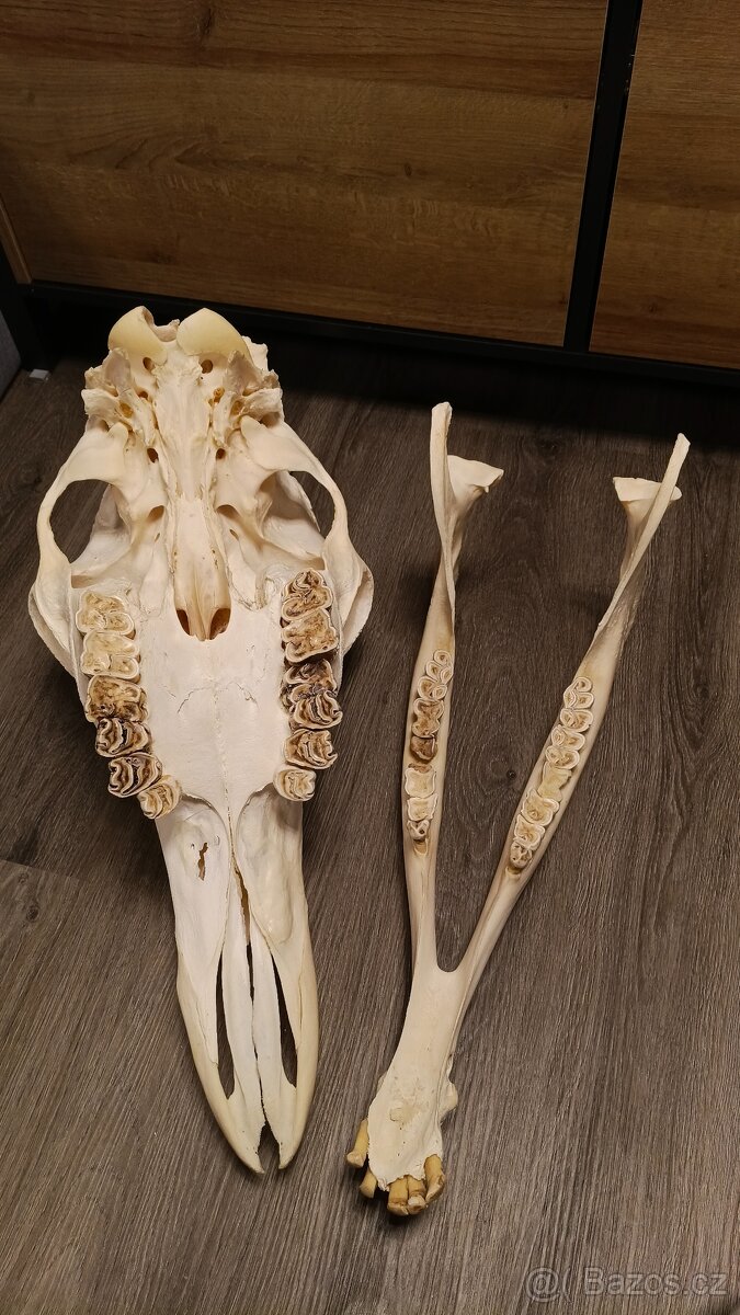 Žirafa Rothschildova - trofej, lebka - 6