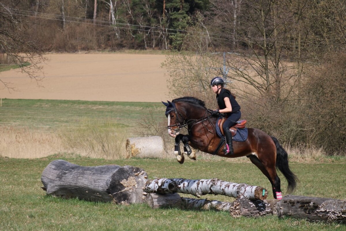 Na jaře dvouletý valach Welsh Cob - 6