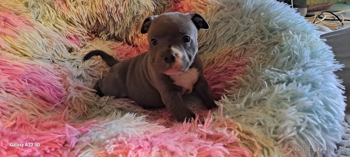 Stafordšírský bulterier - 6