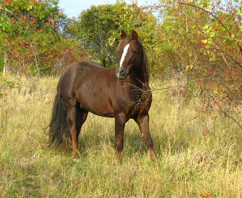 Loňský pony hřebeček - 6