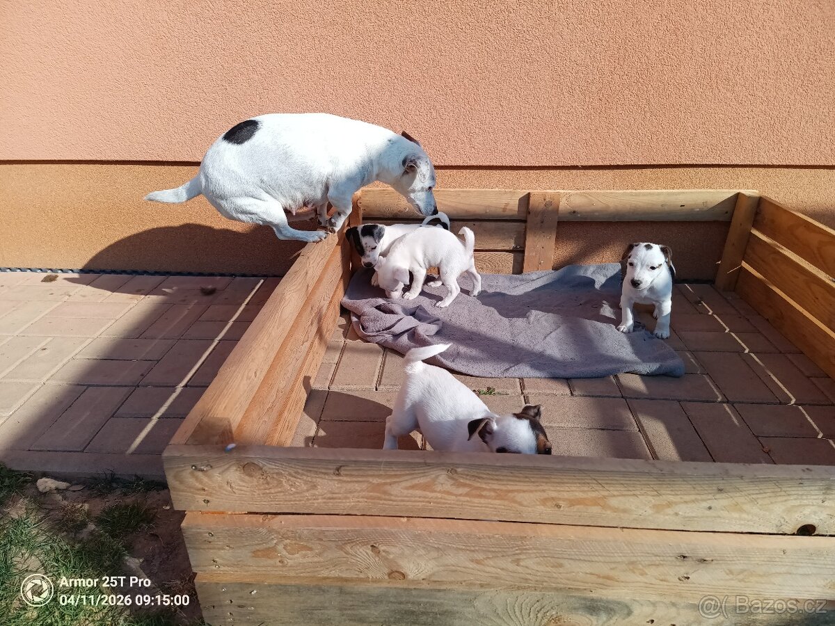 štěňata - Jack Russell teriér - 6