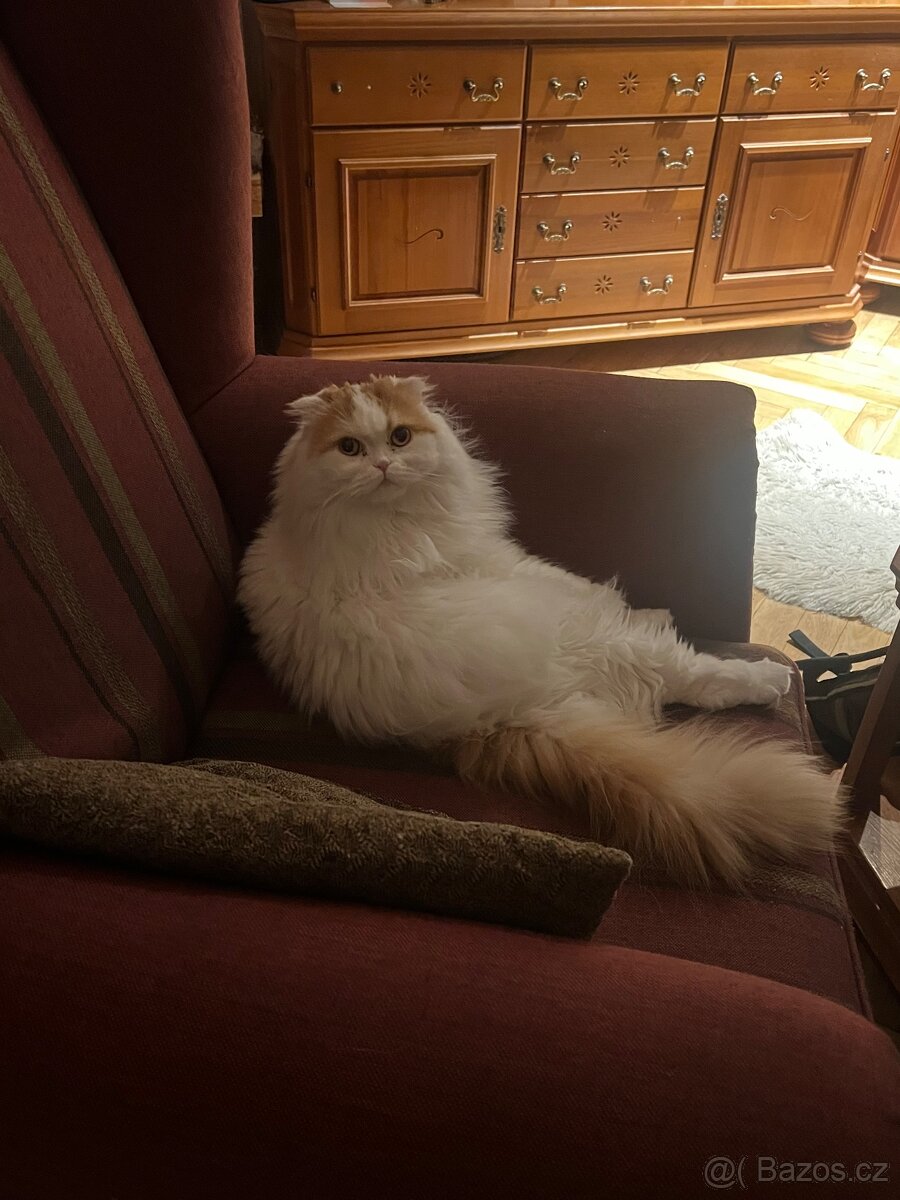 Kocour k nakrytí - 6