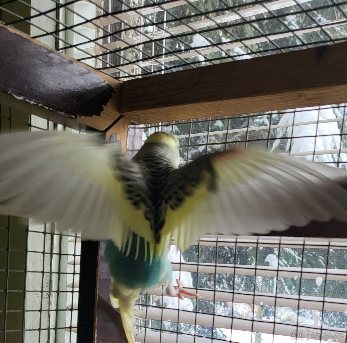 Andulky letošní - 6