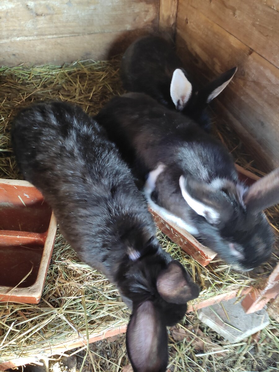 Králík domácí - 6