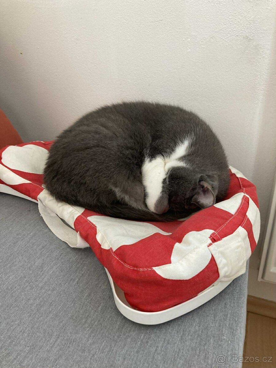 Kočičí seniorka k adopci - 6