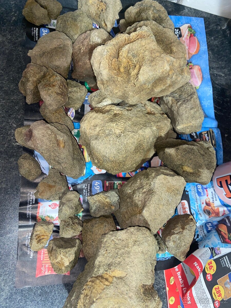 Zkameněliny - fosilie - 6