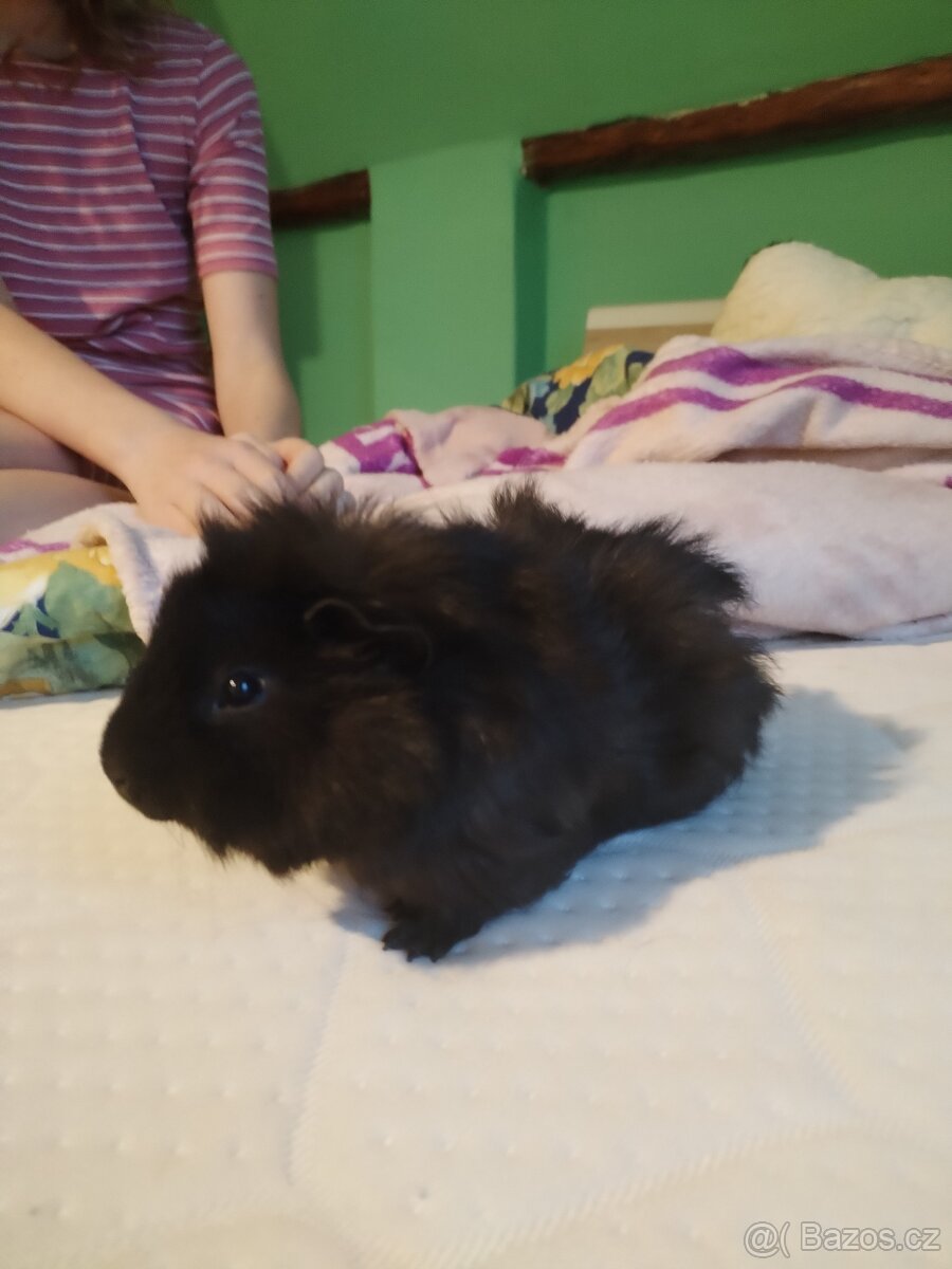 Mláďata morčátek - 6