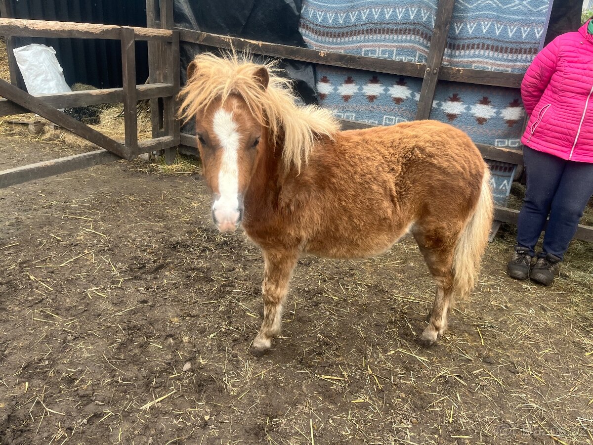 Pony kobylky SPECHA - 6