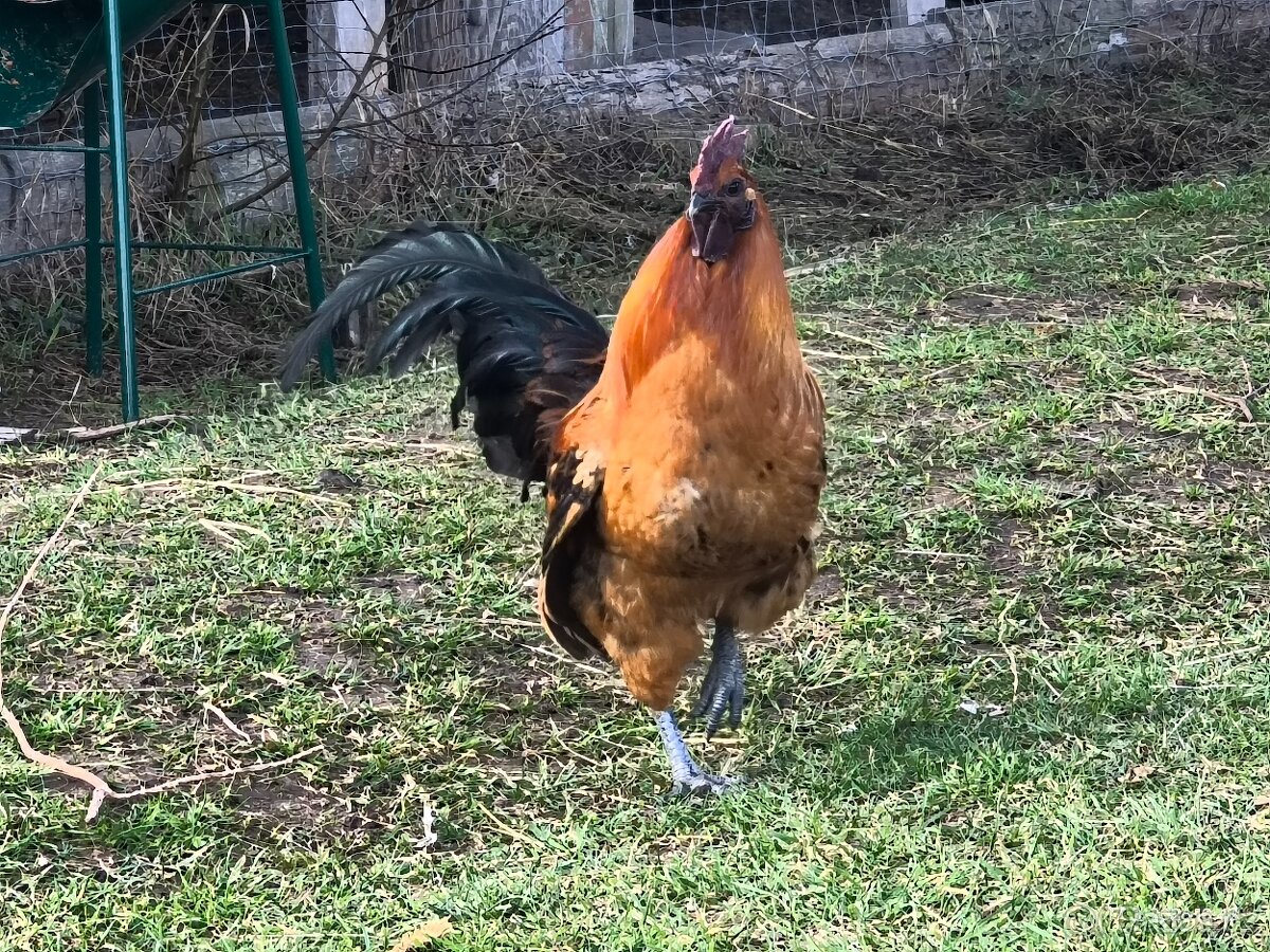 Kohout gahmong barevny - 6