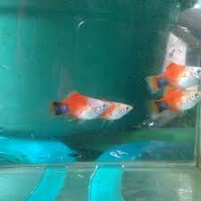 Aktuální nabídka akvarijních rybek,šneků,krevet - 6