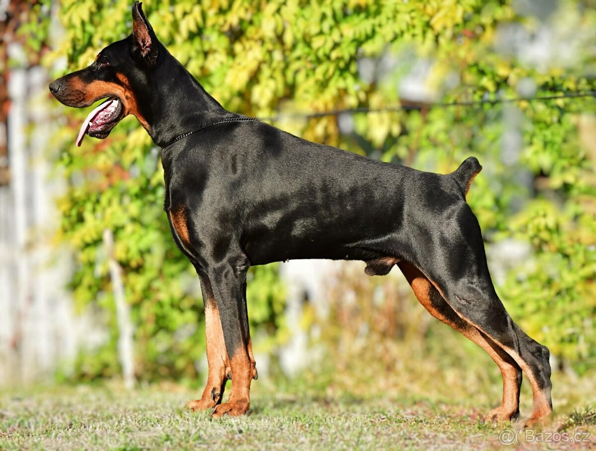 KUPIROVANÁ ŠTĚŇÁTKA DOBRMANA S PP FCI - 6