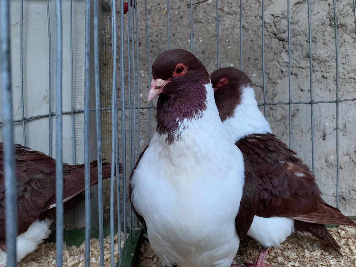 Moravsky pštros červeny - 6