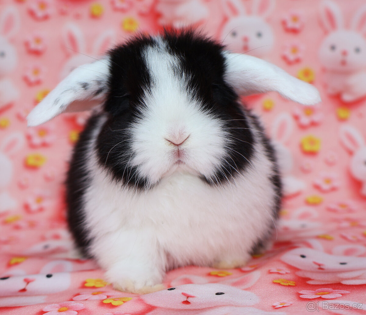 WO Zakrslý beránek s VP , maličká samička - 6