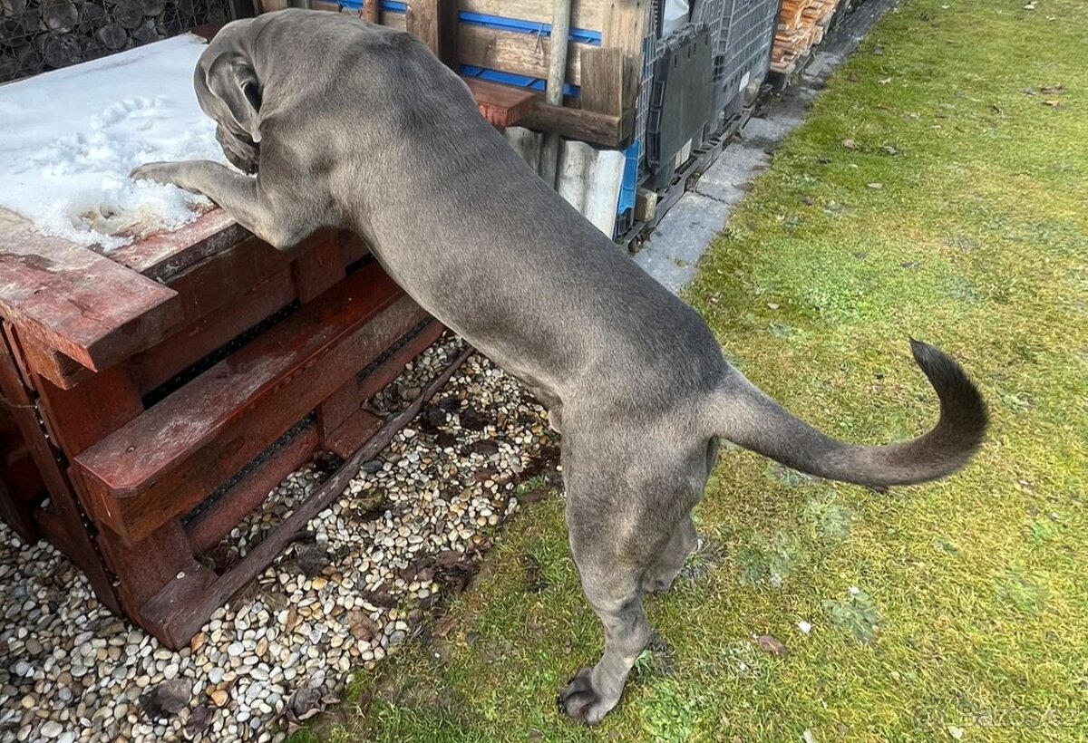 Cane CORSO - NABÍDKA KE KRYTÍ - 6
