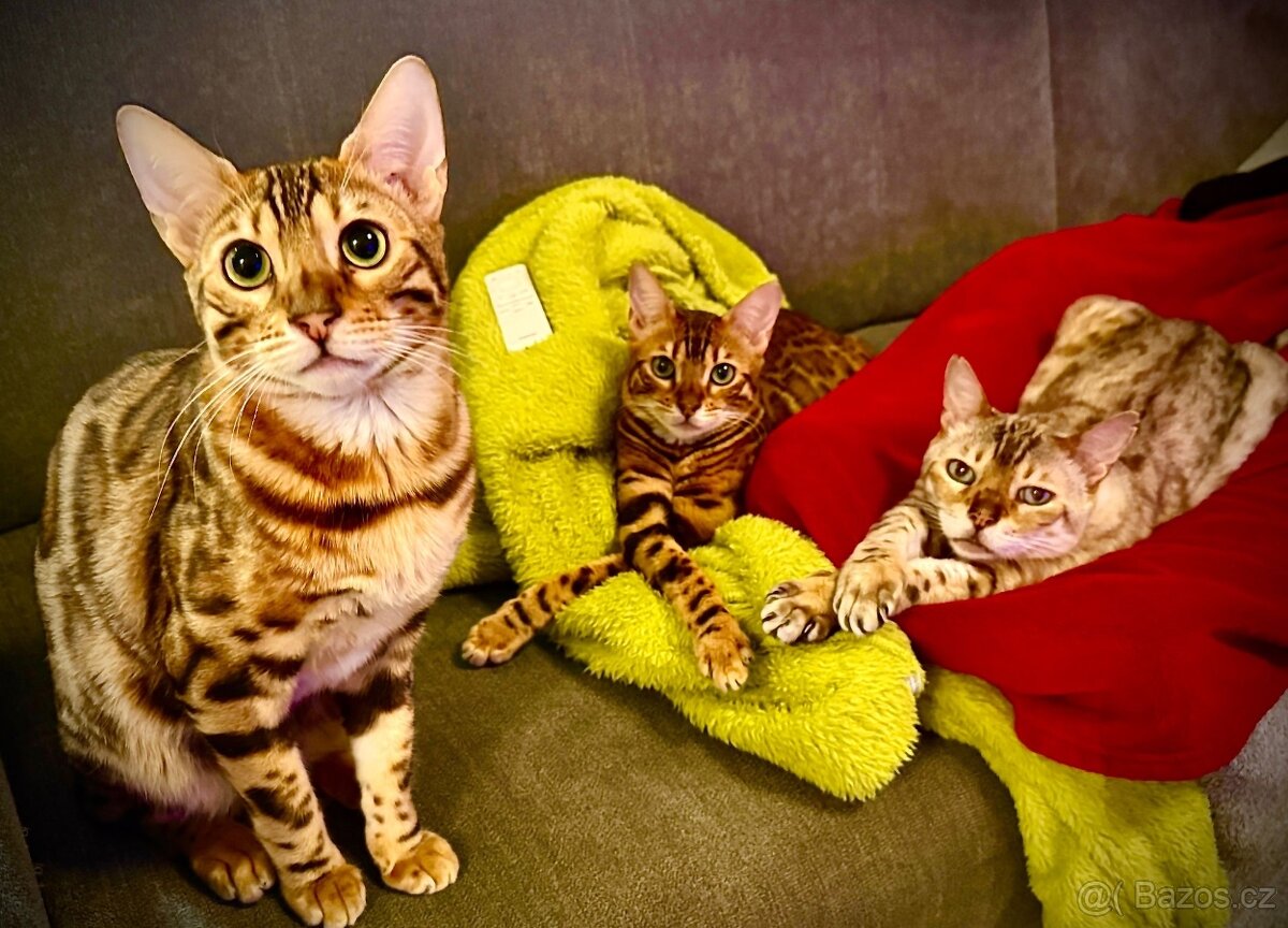 Bengálská kočka,bengálské kotě - 6