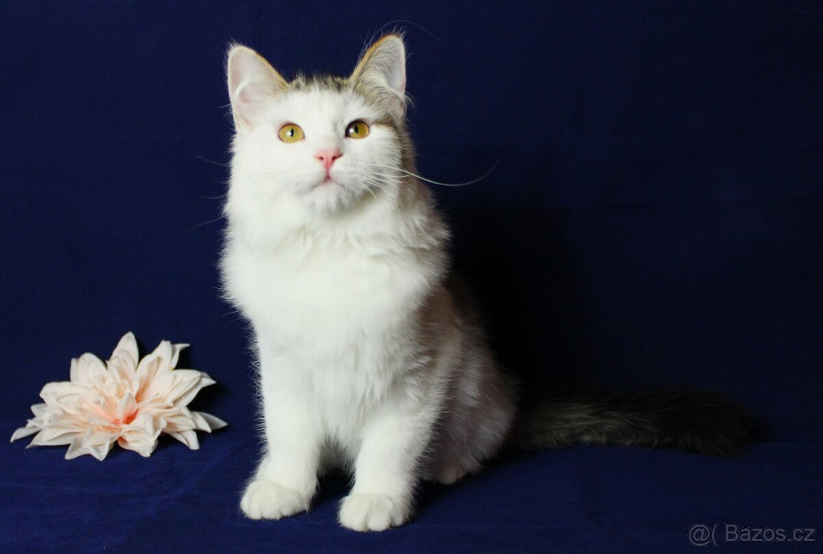 Sibiřská kočka - 6