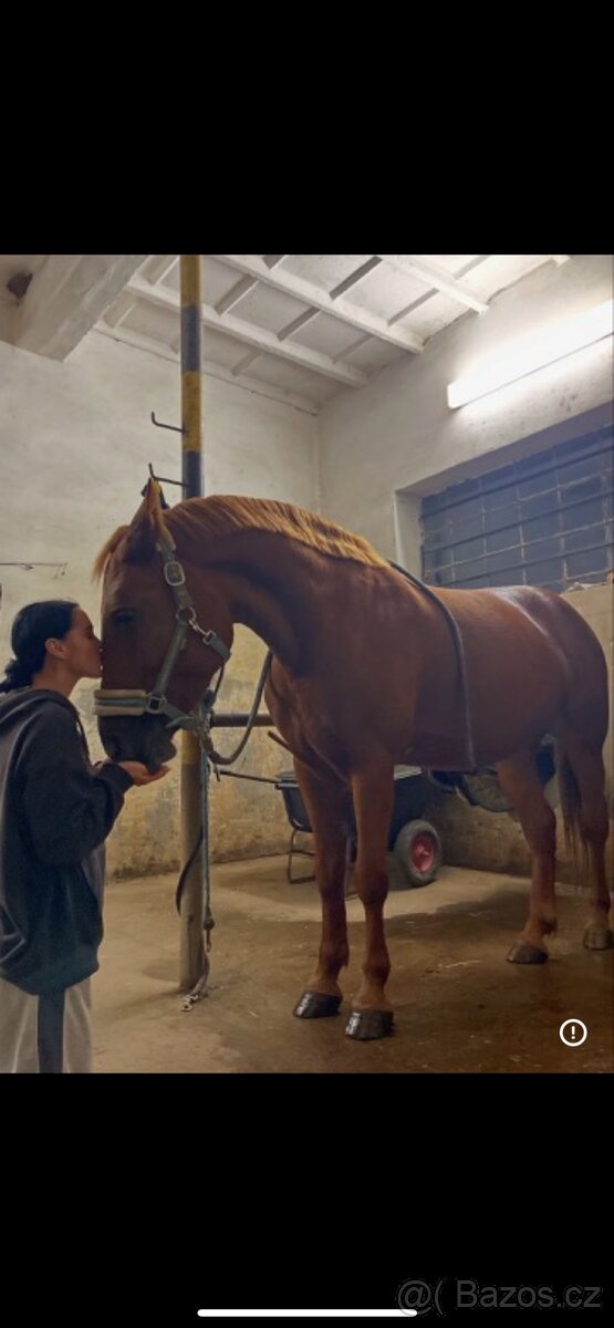 Predám kobylku - 6