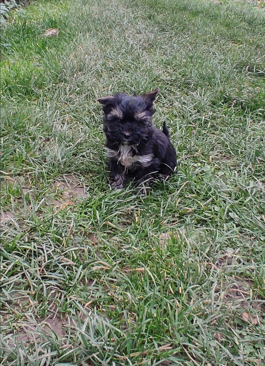 Jorkšírský teriér - 6