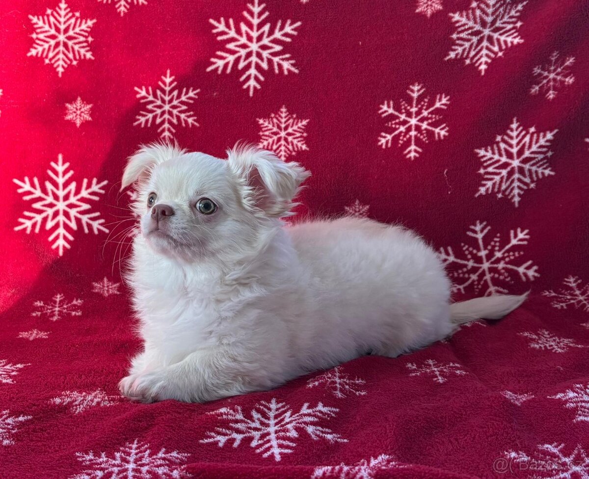 Čivava dlouhosrstá s PP - 6