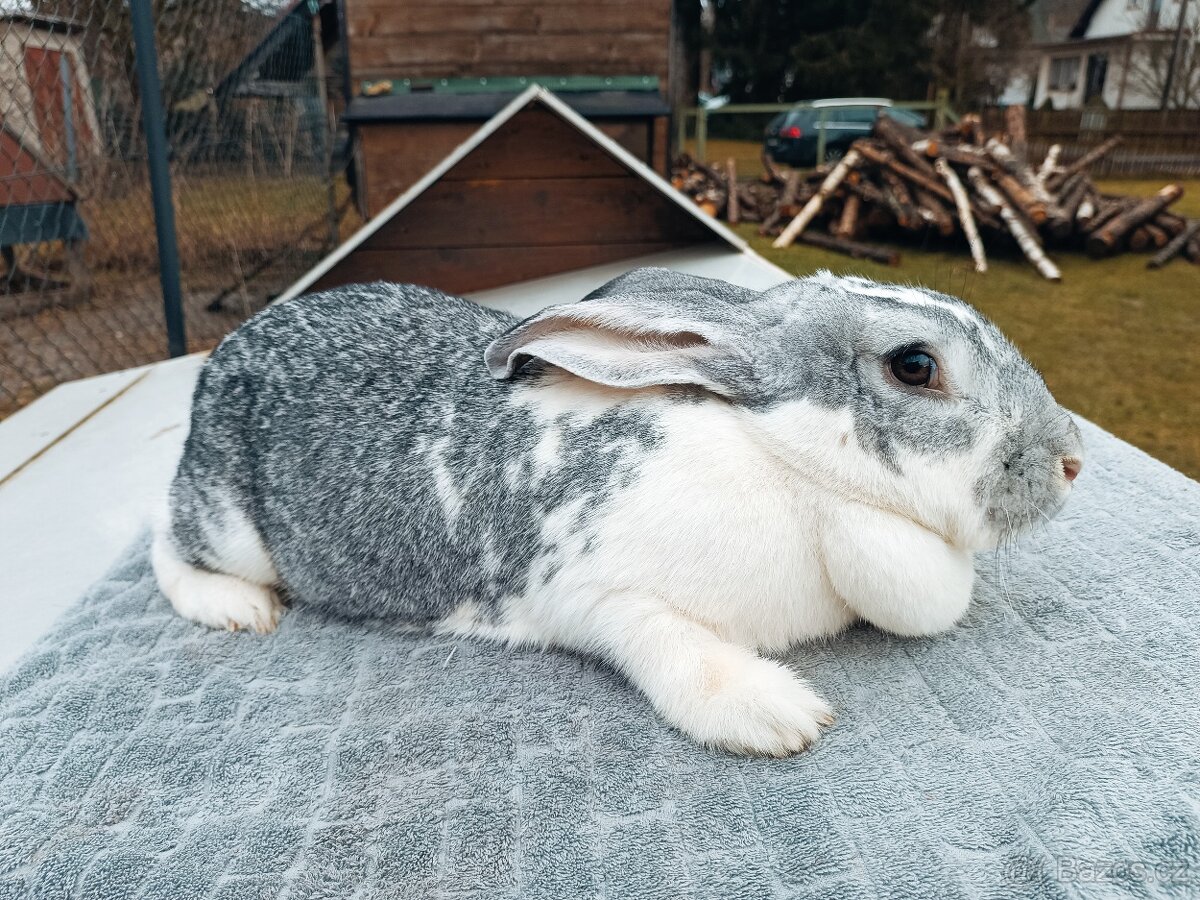 Mladé samice kříženky belgic. obra - 6