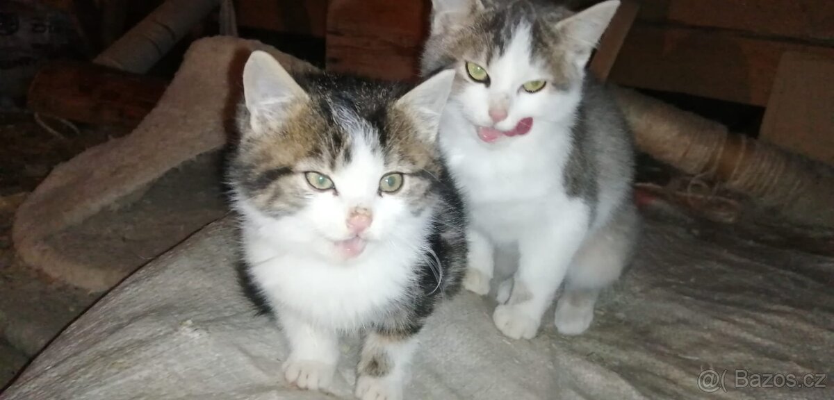 Darujeme koťátka - 6