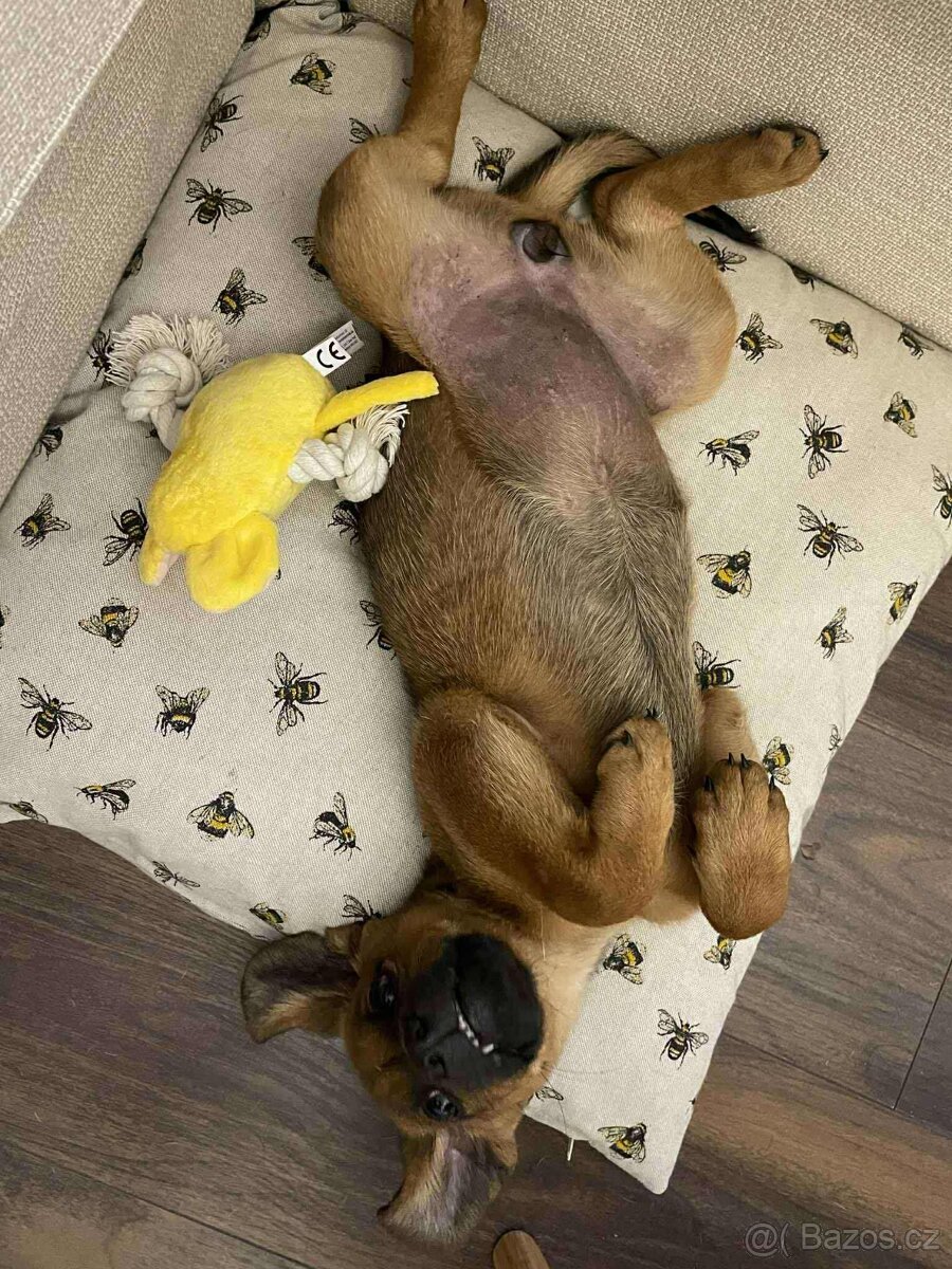 Štěňátko Freya hledá domov - 6