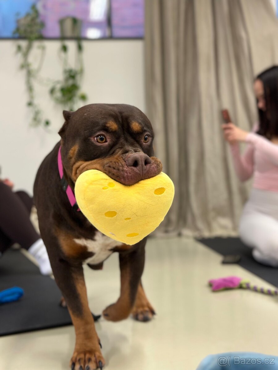 American bully XL - 6