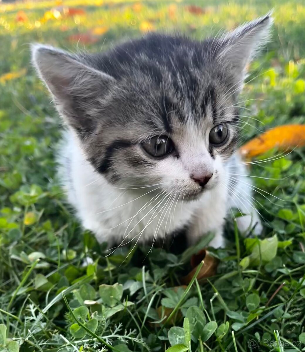 PRODÁM KOTĚ - kocour - 6